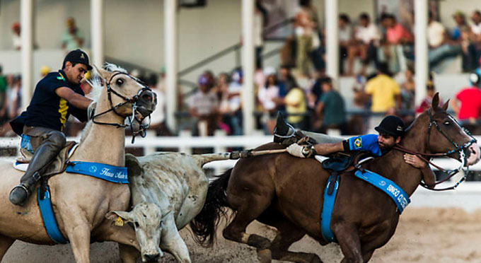 Segundo o texto aprovado, as práticas da vaquejada, rodeio e laço serão reconhecidas como expressões esportivo-culturais